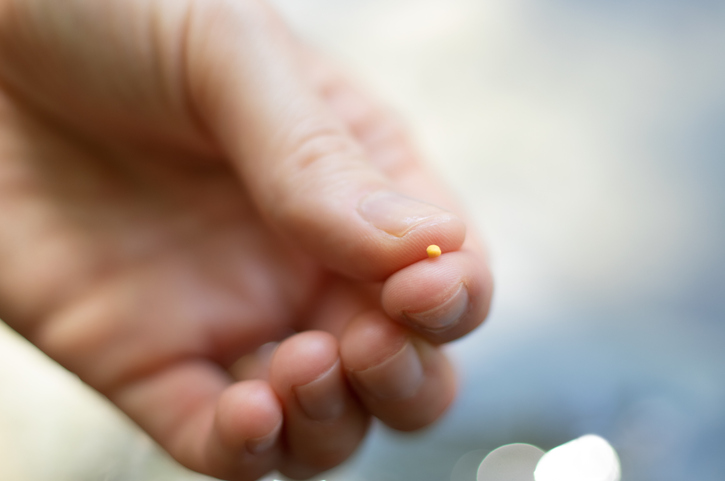 Close-up of a hand holding a single mustard seed