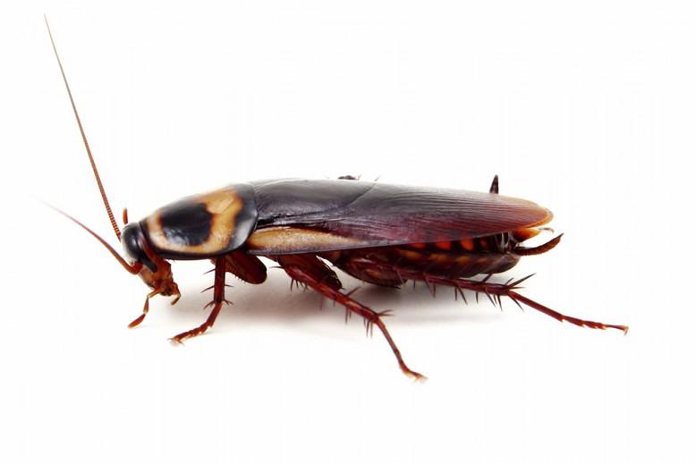 Cockroach graphic